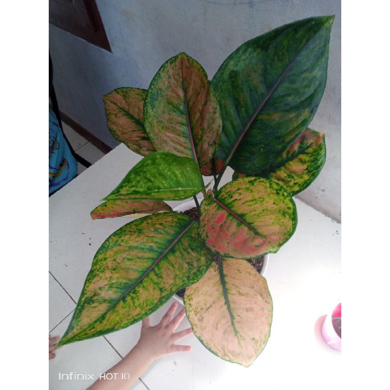 aglonema hengheng jumbo