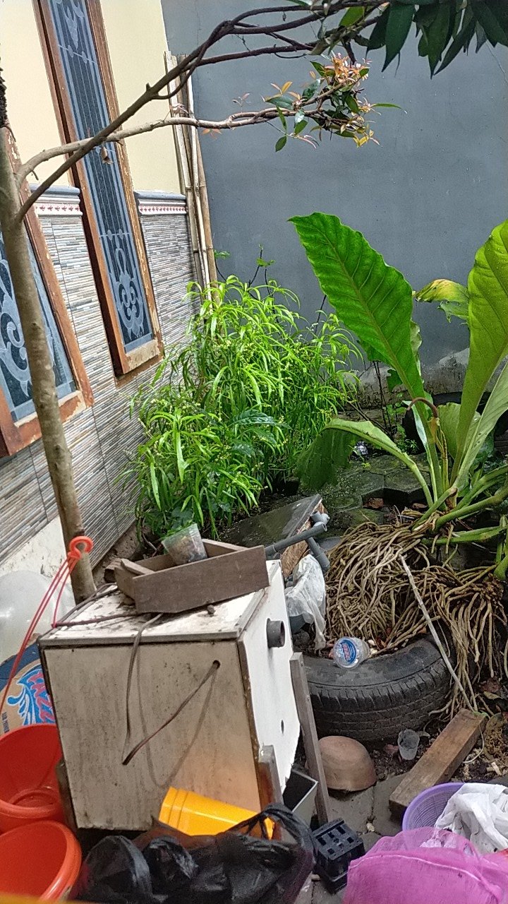 Herbal Benalu Di Pohon Teh Original Anti Tumor Dan Kanker 100 Gr