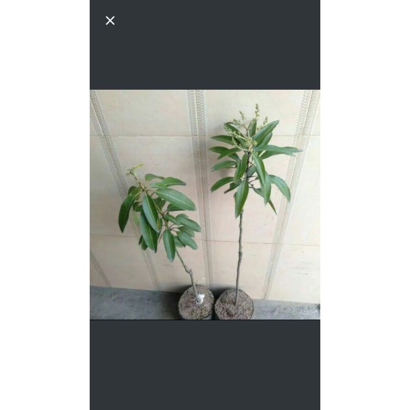 

pohon mangga sudah ada kembang