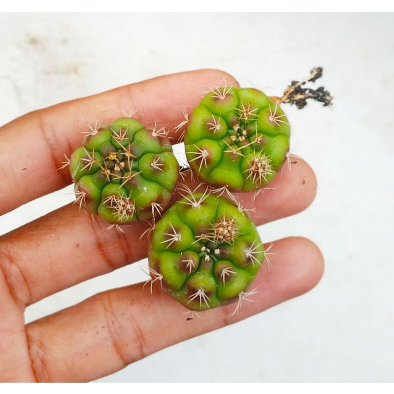 Gymno purple || Gymnocalycium anisitsii subs. damsii & Gymno damsi biasa ||Gymnocalycium anisitsii