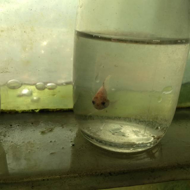 Ikan Cupang hias (warna rapih)