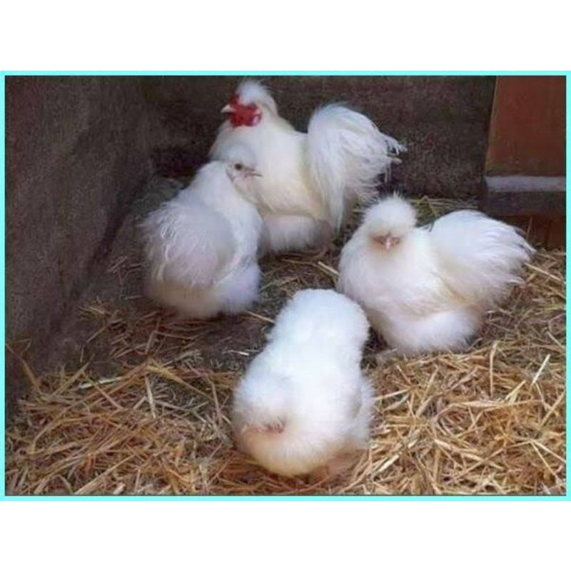 TELUR TETAS AYAM HIAS KAPAS UNTUK DI TETASKAN