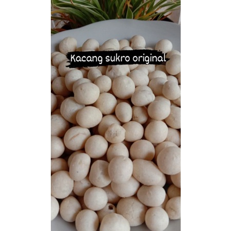 

kacang sukro original