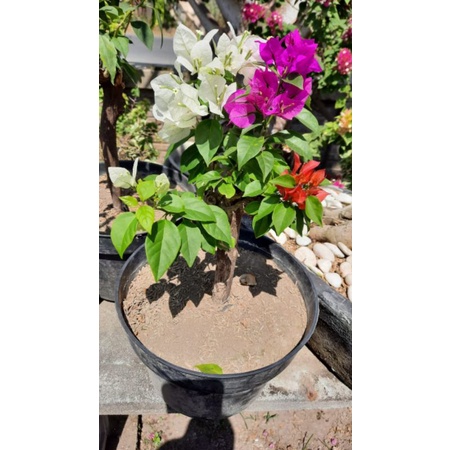 bunga bugenvil 3 warna