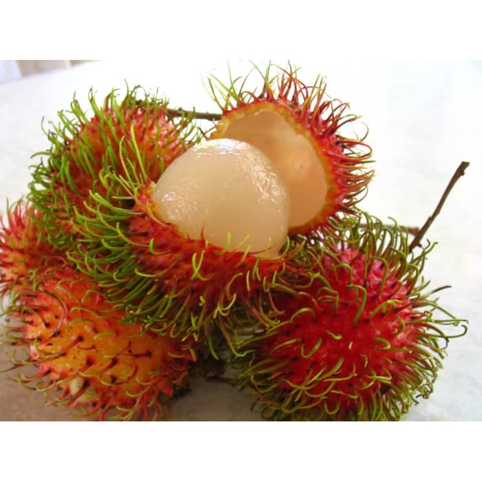 Tanaman Rambutan Rapiah cangkok siap berbuah