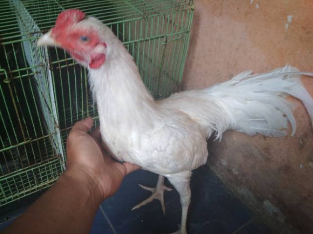 Jual Ayam Jago Putih Polos Kota Tangerang Selatan Tiara Sejahtera Tokopedia