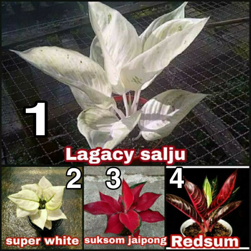 PAKET 4 BONGGOL AGLONEMA LAGACY SALJU AGLONEMA SUKSOM AGLONEMA SUPERWHITE AGLONEMA RED SUMATRA.