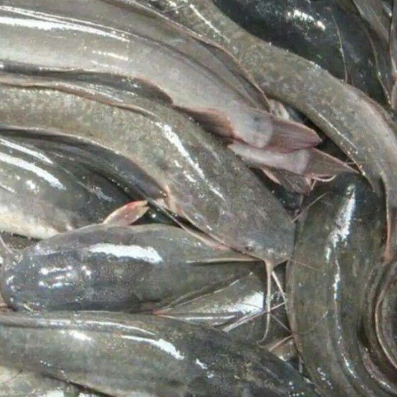 

Ikan Lele Segar Fresh Rejo Lele dari Kolam Pak Bud