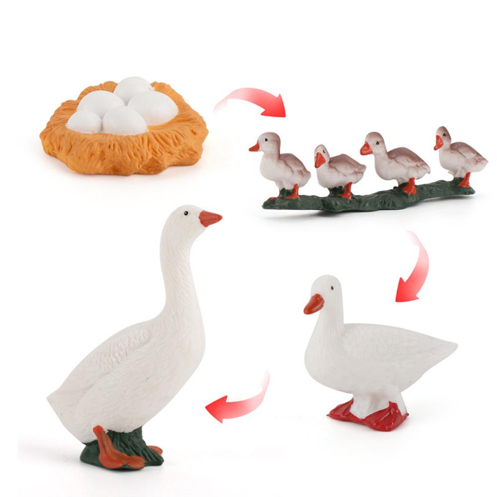 Quinton Life Cycle Figure Simulasi Ilmu Angsa Model Hen Cock Mainan Edukasi Cycle Bebek Figurine