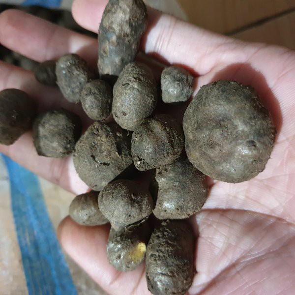 BIBIT PORANG KATAK PER BIJI