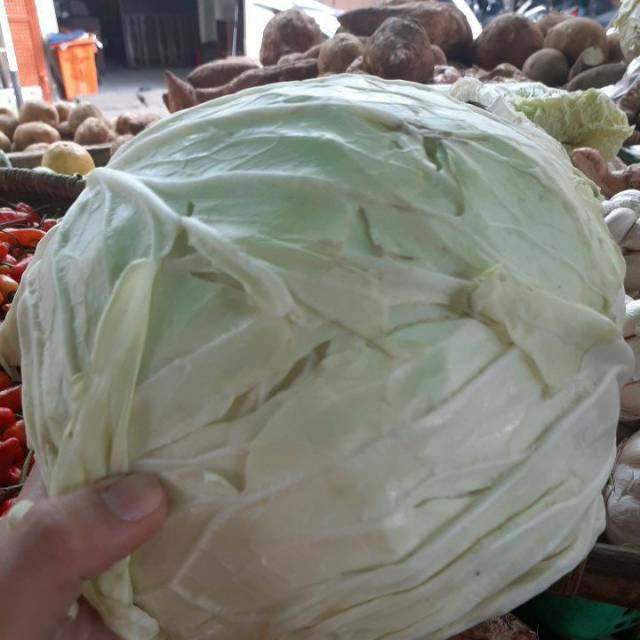 

Kol segar