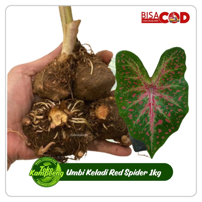 Umbi Keladi Spider per KG