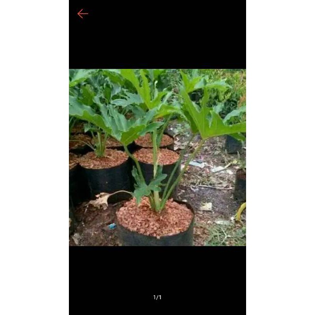 Tanaman hias indoor philodendron selloum bibit taneman indor pilo jari