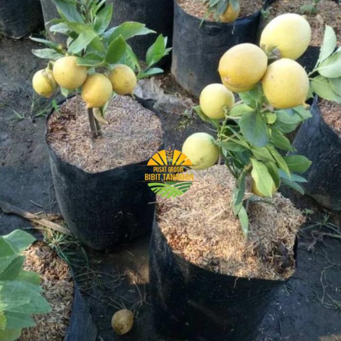 

Jeruk Lemon Non Biji berbuah