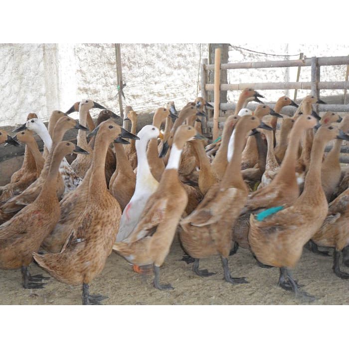 SOC HCS Suplemen Untuk Meningkatkan Produksi Ayam Dan Bebek Petelur