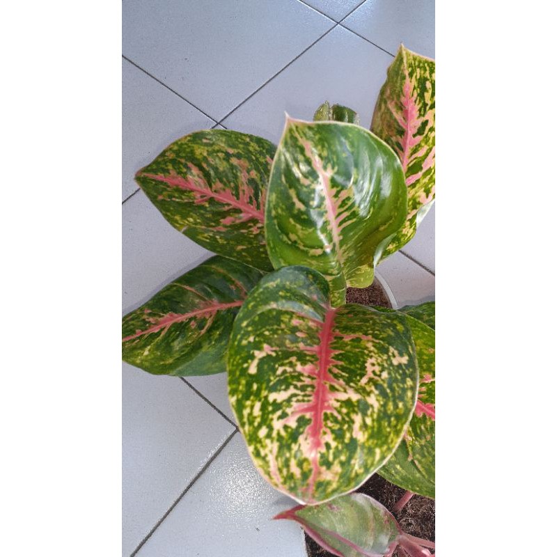 aglonema big papa baby