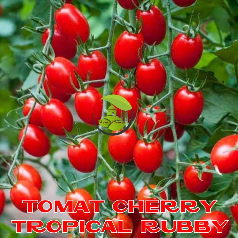 Benih Tomat Cherry Merah Manis Cherry Tropical Ruby Cherry Rampai Cherry Kuning