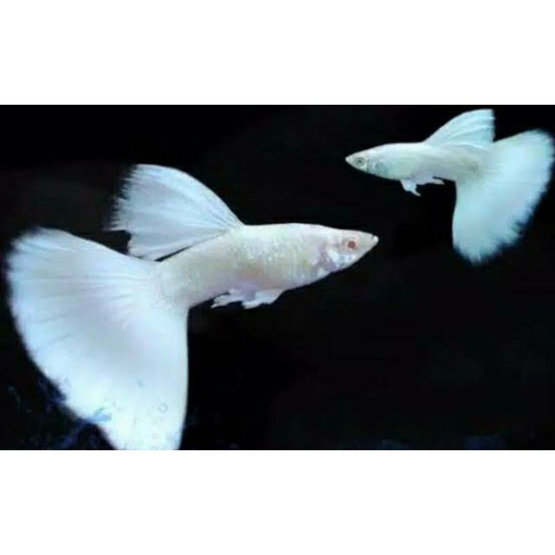 ikan Guppy platinum albino/platinum afp