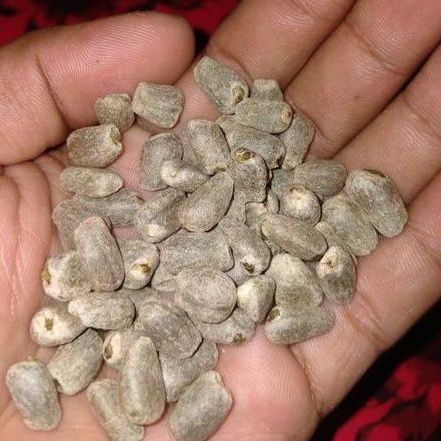 bibit spora super (1kg) benih spora biji spora bunga spora porang katak super katak mini 100% berkua