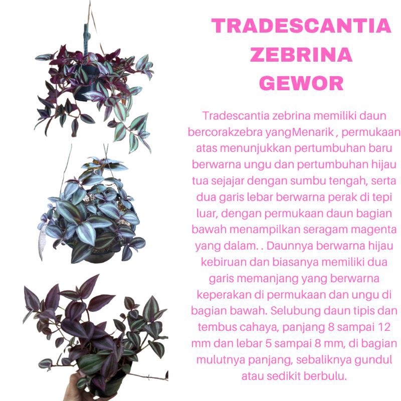 PROMO TANAMAN HIAS BUNGA TRADESCANTIA ZEBRINA GEWOR KUALITAS SUPER | TANAMAN GANTUNG | COD