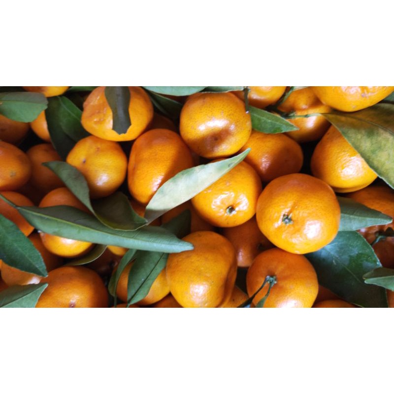

jeruk santang daun manis import