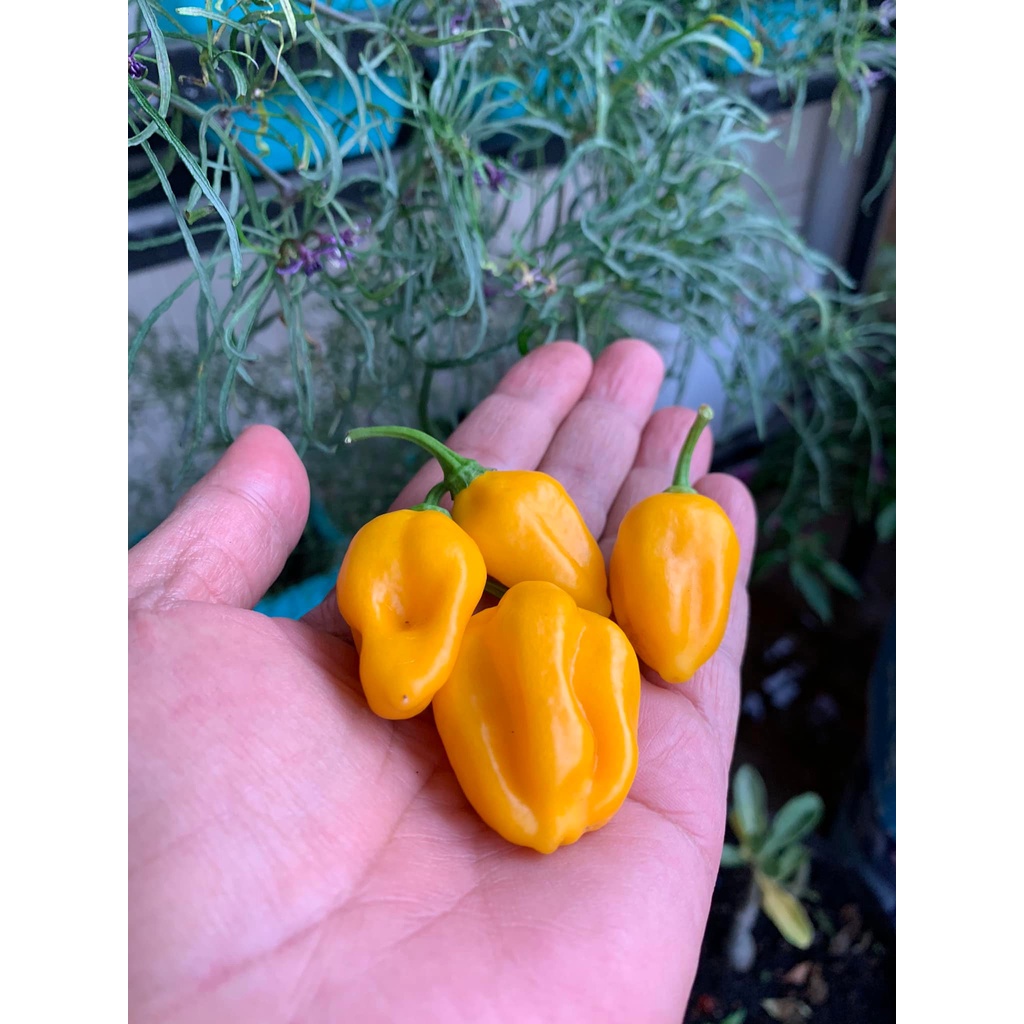 Benih Bibit Biji - Cabai Fruxim Yellow Cabe Pepper Seeds