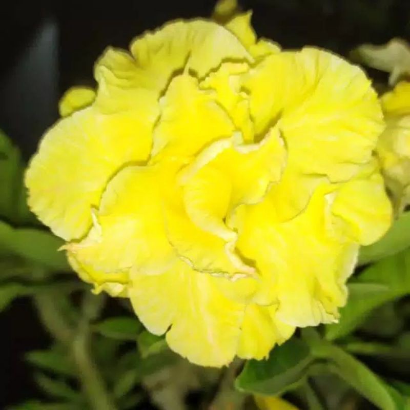 

bibit bunga kamboja adenium bunga tumpuk golden dragon