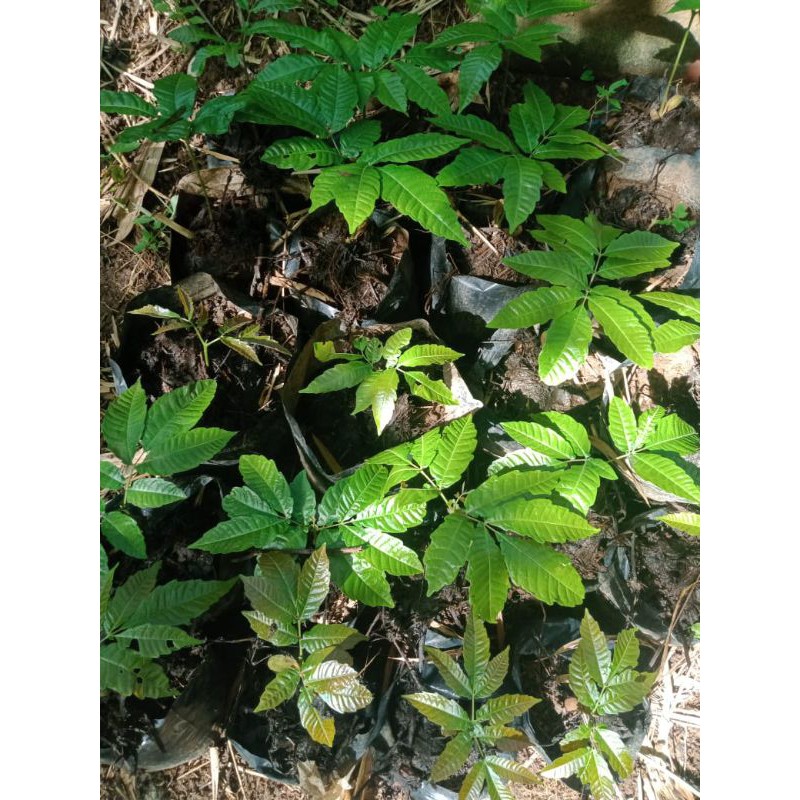 Bibit Pohon Buah Matoa/Rambutan Papua