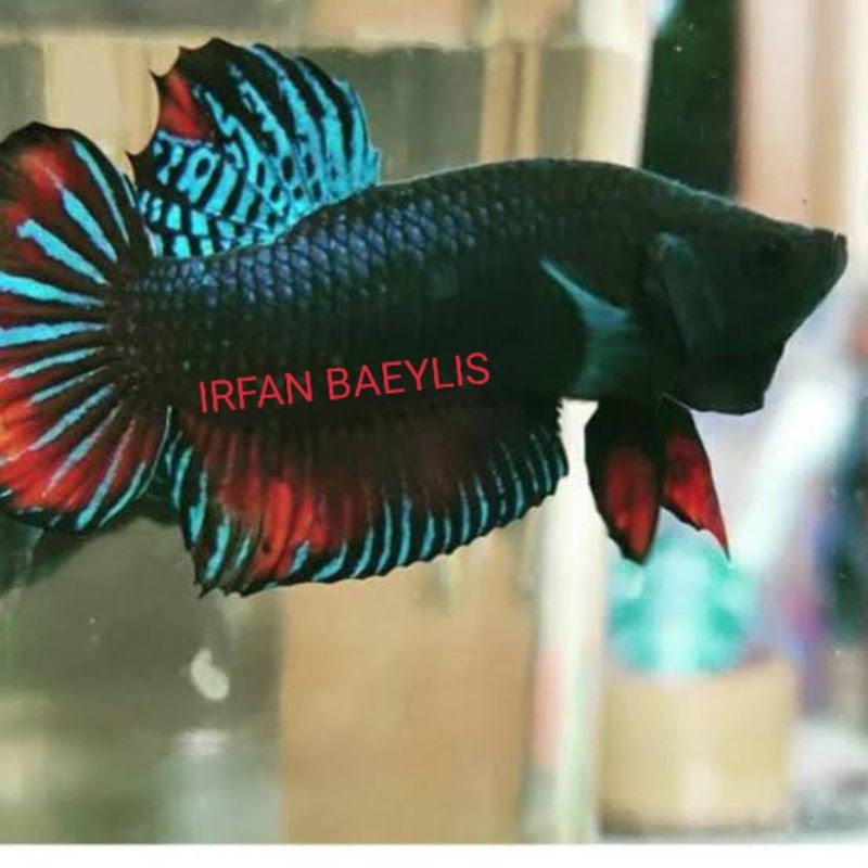 CUPANG ADUAN MEDAN x THAILAND VIP