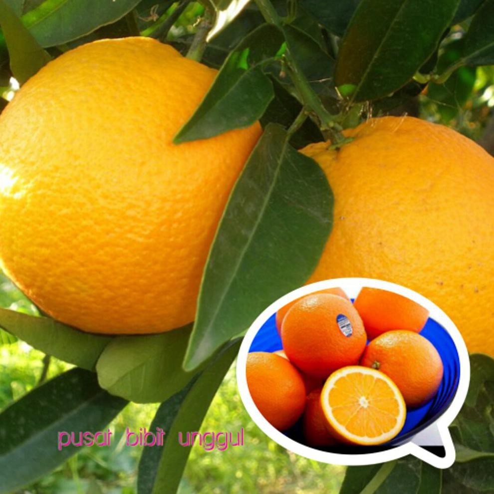 Grosir Bibit Buah Jeruk Sunkist Import @_@
