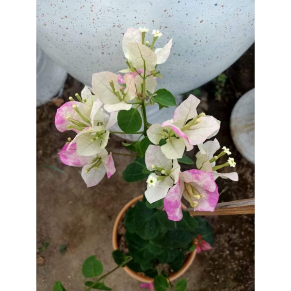 Bougenville / Bugenvil Citra Cream