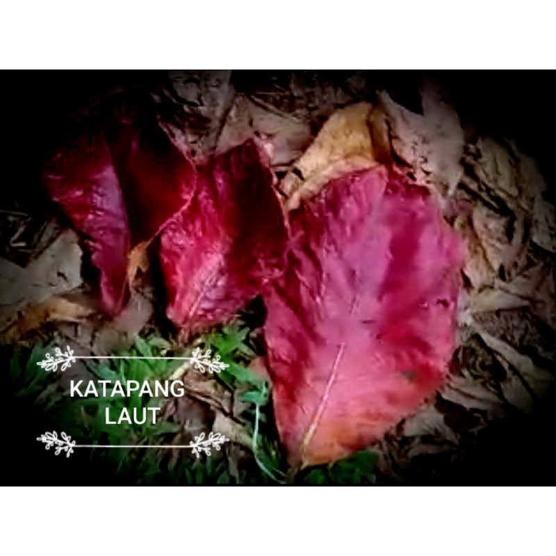 

katapang laut asli 1kg