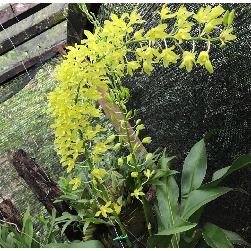 Anggrek grammatophyllum scriptum var citrinum