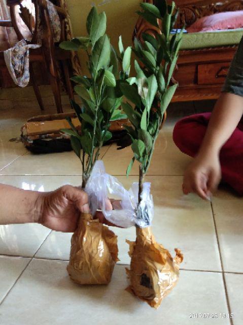 Bibit Buah Jeruk Mandarin Super Hasil Okulasi