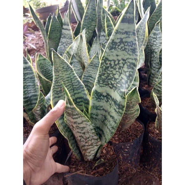 jual tanaman hias sansivera superball - sansevieria superball -