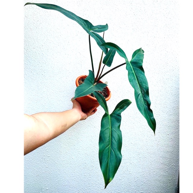 Philo mexicanum philodendron mexicanum philo tanaman hias proses cepat