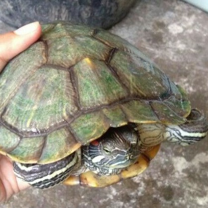 HIASAN KURA BRAZIL / RES UKURAN 16 CM BETINA OVERSCUTES