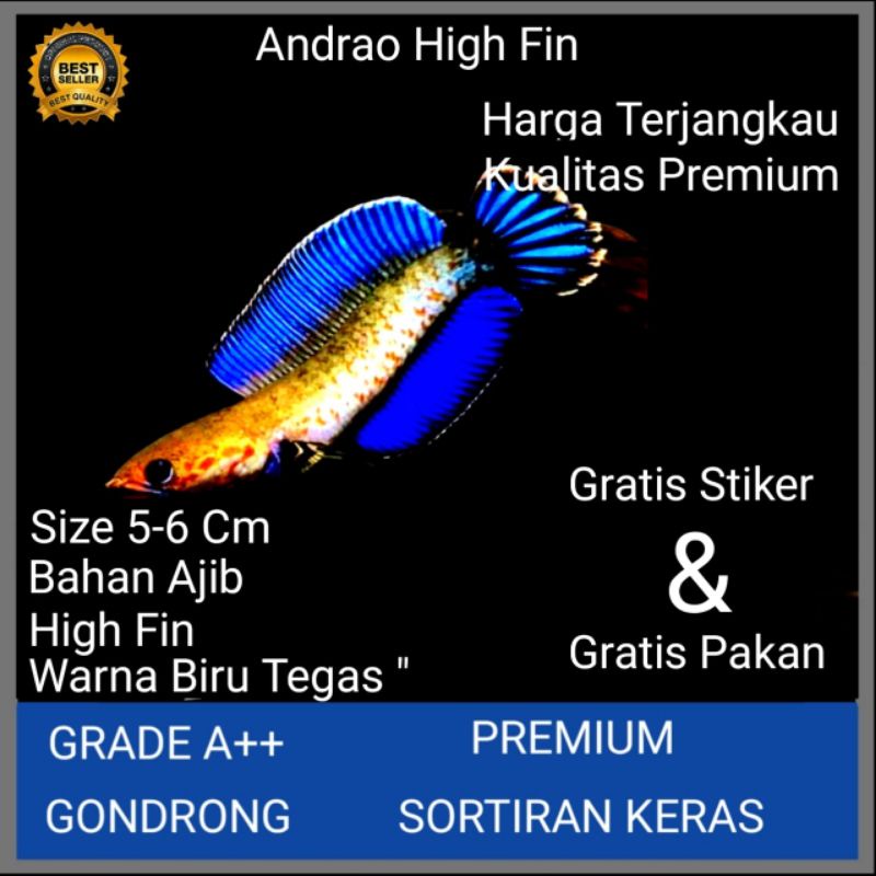 Channa Andrao High Fin Super Gondrong  size 5-6 Cm