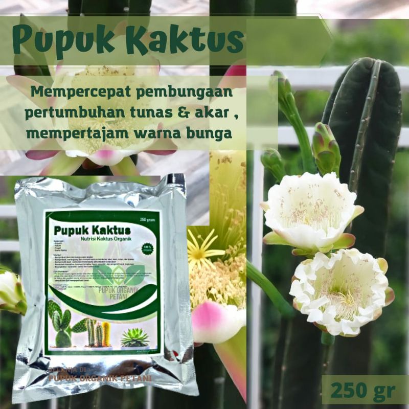 Pupuk Tanaman Kaktus Terbaik Cepat Beranak Banyak Tunas Lebat