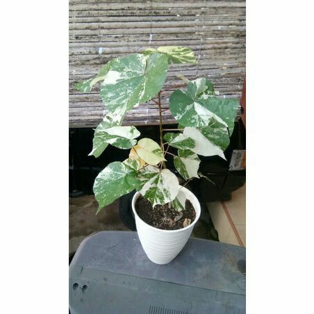 Promo Waru Variegata / waru varigata