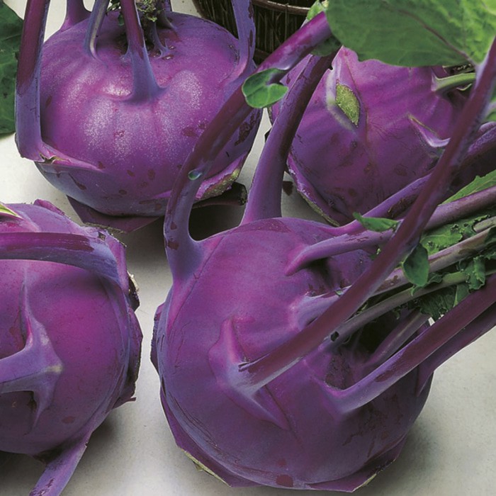 Benih Kubis ungu KOHL RABI MODRAVA 3 BIJI bibit kol ungu import F1 fothergills