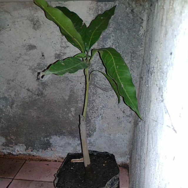 Bibit Buah Mangga Chokanan
