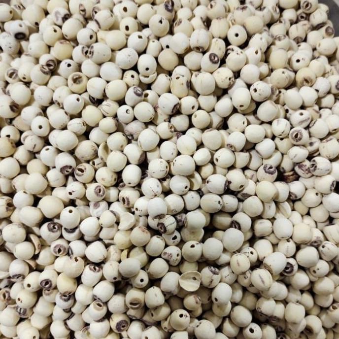 

Biji Teratai Ukuran Sedang 1 Kg