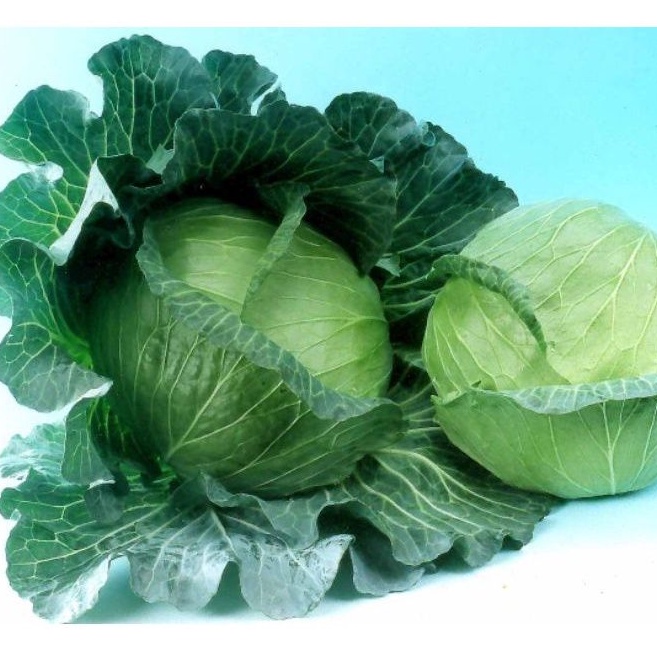 25 biji  Benih Sayur Sayuran Kol/Kubis Kolbis (Mudah Tumbuh) bibit / benih sayur