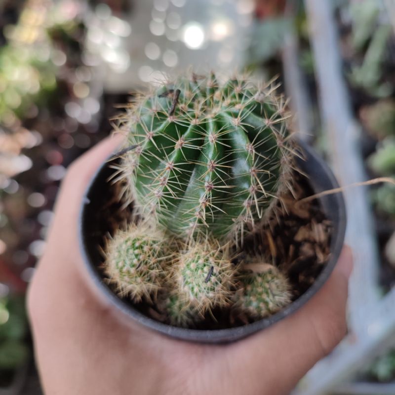 Echinopsis tubiflora/Kaktus Ownroot murah/Kaktus