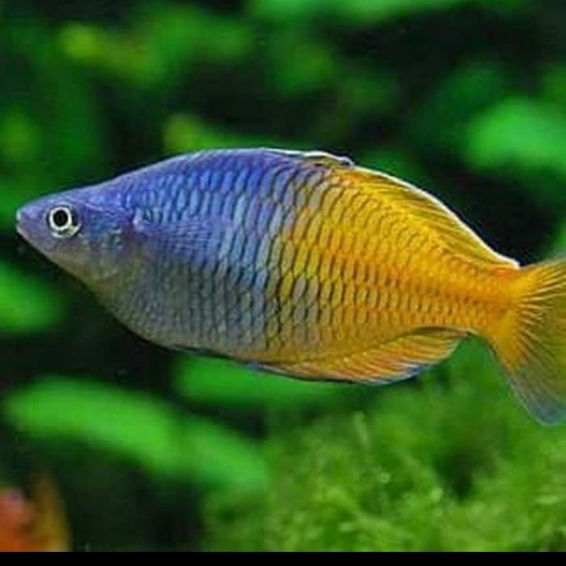 Ikan Hias Rainbow Boesemani Bosmani Aquarium Aquascape
