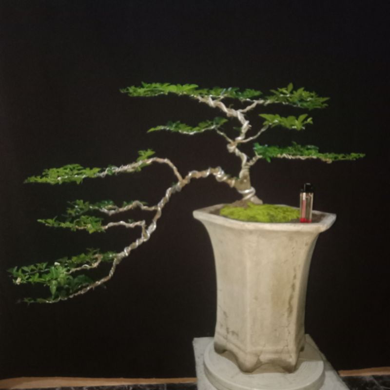 BONSAI JERUK KINGKIT SESUAI FOTO