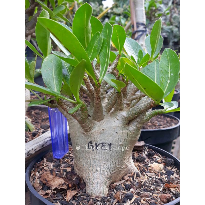 Adenium godji / adenium emerald tank