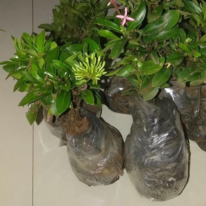 Tanaman Hias Soka Jambon Bunga Merah - Pohon Soka Jambon Bunga Merah