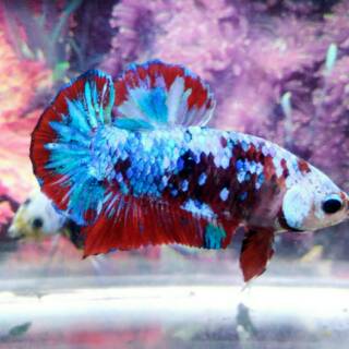 ikan cupang koi galaxy multicolor grade a | shopee indonesia